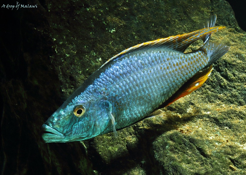 Dimidiochromis compressiceps